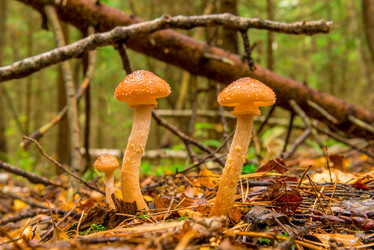 Similar image 7275736