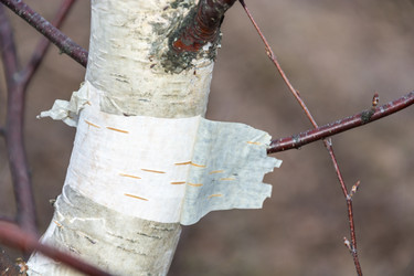 Similar image 7294396