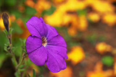 Similar image 7323886