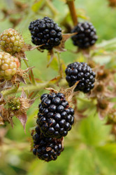 Similar image 7325756