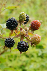 Similar image 7325769