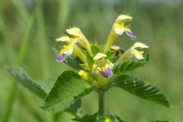 Similar image 7346077