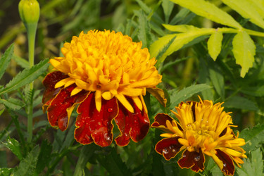 Similar image 7346133