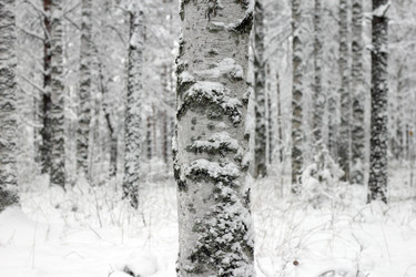 Similar image 7352587