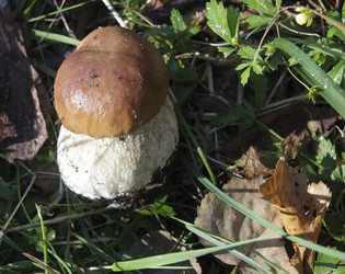 Similar image 7352596