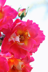 Similar image 7361958