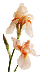 Similar image 7361967