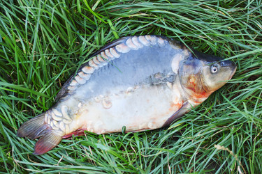 Similar image 7364305