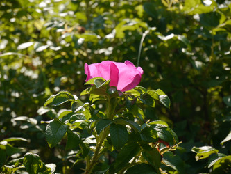 Similar image 7374266