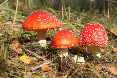 Similar image 7396226