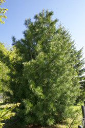 Similar image 7396994