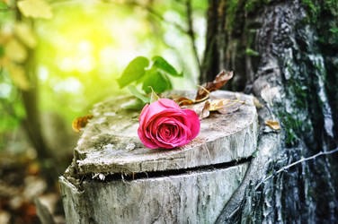 Similar image 7399717