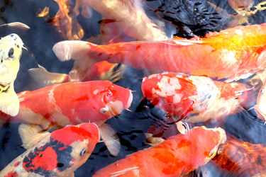 Similar image 7402288