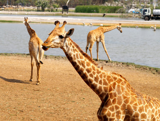 Similar image 7402289