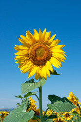 Similar image 7423738