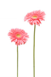 Similar image 7423824