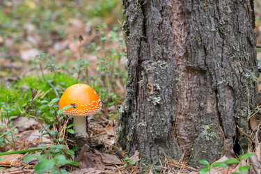 Similar image 7424087