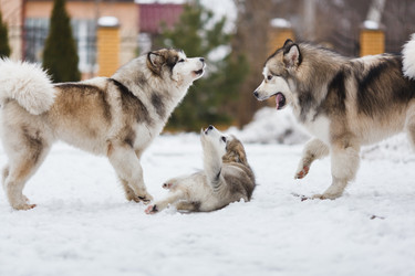 Similar image 7430005