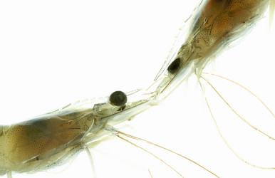 Similar image 7430419