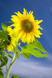 Similar image 7445071