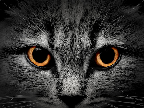 Фотография на тему Морда кошки крупным планом | PressFoto