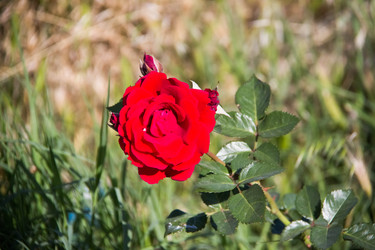 Similar image 7450917