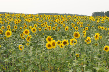 Similar image 7452235