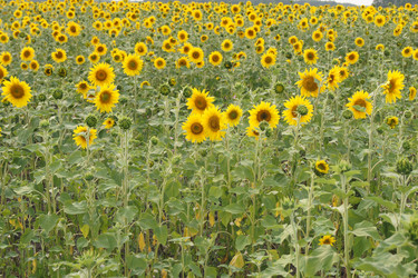 Similar image 7452236