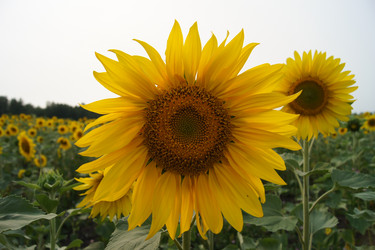 Similar image 7452237