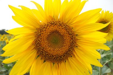 Similar image 7452238