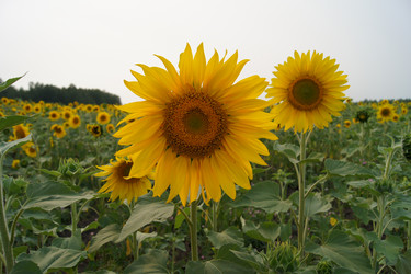 Similar image 7452239