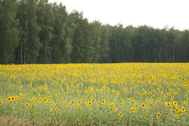 Similar image 7452269