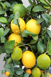 Similar image 7455903