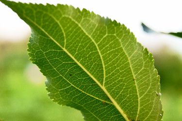 Similar image 7466666