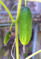 Similar image 7471059