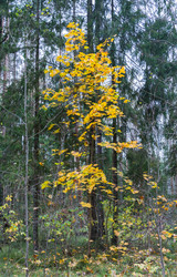 Similar image 7472452