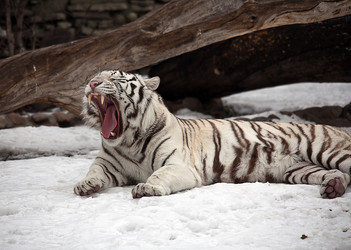 Similar image 7474249