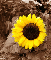 Similar image 7474275