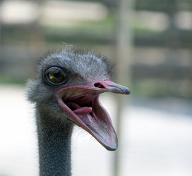 Similar image 7474280