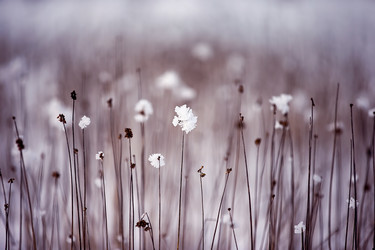 Similar image 7474293