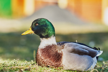 Similar image 7474694