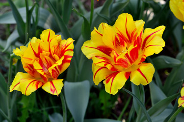 Similar image 7486341