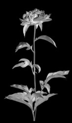 Similar image 7487224