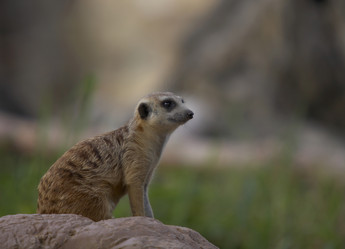 Similar image 7489205