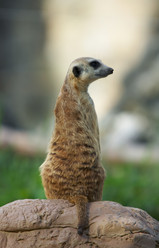 Similar image 7489206