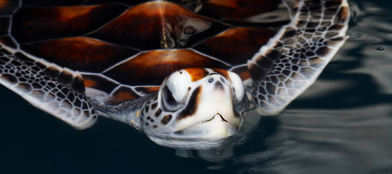 Similar image 7489494