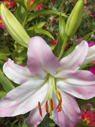 Similar image 7492002