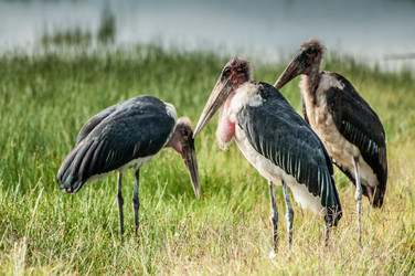 Similar image 7492279