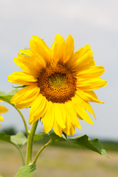 Similar image 7492338