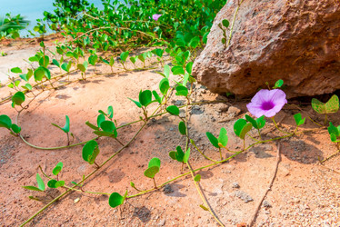 Similar image 7507355